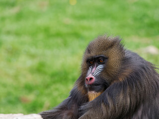 Portrait d'un Singe Mandriil. Gros plan