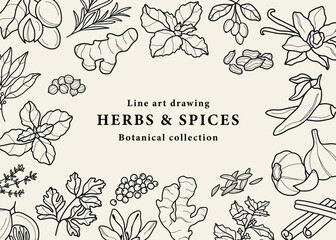 Line art spices and herbs background
