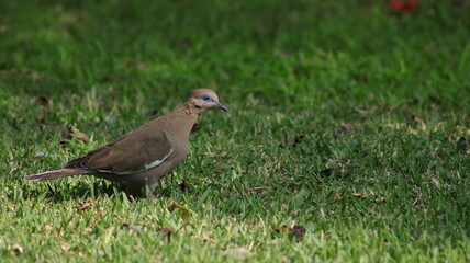 A pigeon walks on the grass