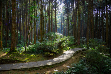 Hiking trail in the forest