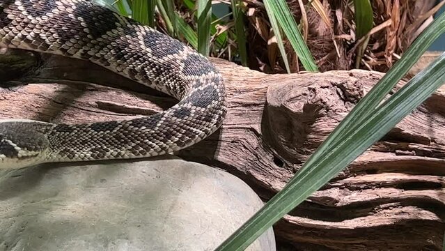 Eastern Diamondback Rattlesnake in Natural Habitat Nature Video 4K
