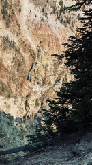 canyon rock sides and forest of the Grand Canyon of Yellowstone