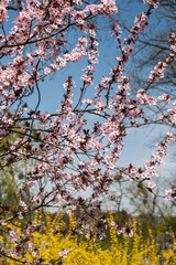 branches pink sakura and yellow forsythia bushes against a bright blue sky. Beautiful floral image of spring nature.