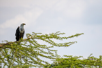 Eagle on a tree looking for a prey in Lake Nakuru, Kenya.