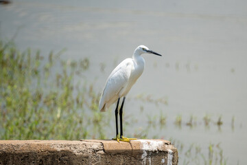 Bird posing in Lake Nakuru, Kenya