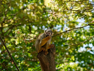 Petit singe SaÏmiri (Singe écureuil) dans un arbre