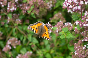 Fototapeta na wymiar Beautiful orange butterfly sitting on a purple flower in a garden in summer