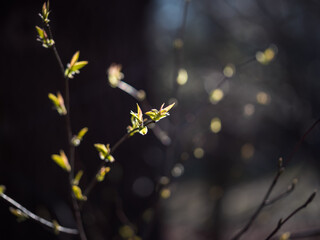 Młode, zielone, wiosenne liście na gałęzi podświetlone słońcem