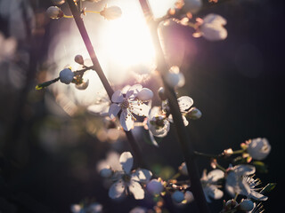 Gałązka krzewu z wiosennymi, białymi kwiatami podświetlonymi słońcem