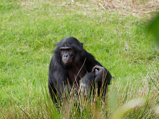 Singe Bonobo (Pan Paniscus) assis dans l'herbe