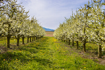 Obstbaumplantage_0101