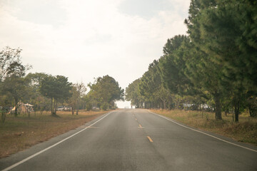 Long Road in Forest