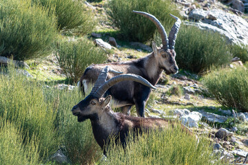 Two male Iberian ibex, Capra pyrenaica, in the Sierra de Gredos, Spain
