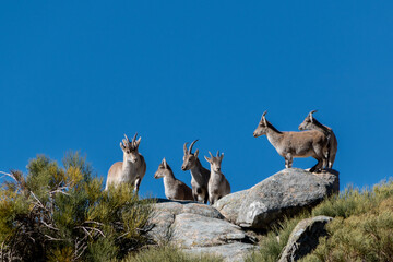 Herd of Iberian ibex, Capra pyrenaica, with the blu sky at the bottom, in the Sierra de Gredos, Spain