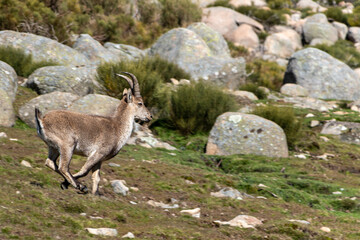 Young Iberian ibex, Capra pyrenaica, running in the green grass, in the Sierra de Gredos, Spain
