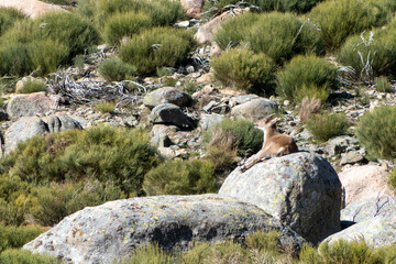 Fototapeta na wymiar Young Iberian ibex, Capra pyrenaica, in the Sierra de Gredos, relaxing over a rock, Spain