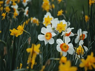 Illuminated scene of vibrant yellow and white Narcissus Barrett Browning flowers in a meadow