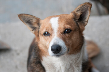 The dog looks into the frame