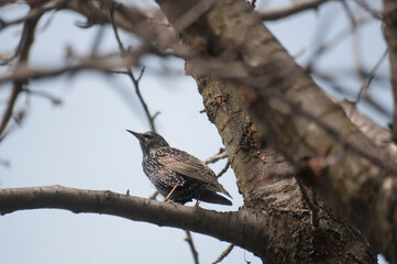 Starling on a tree
