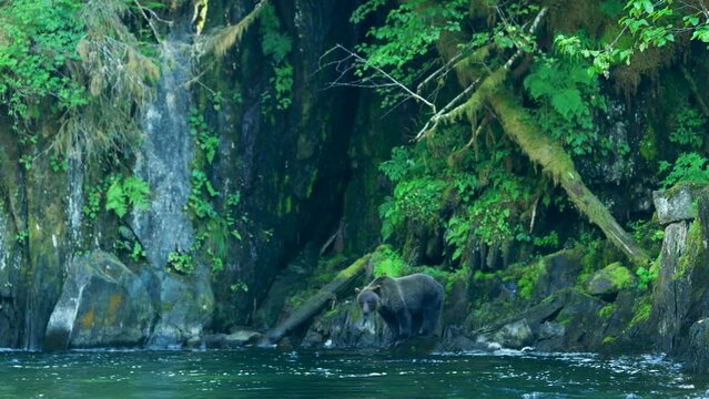 A bear walks along the river. Stand on the rocks and look for fish. Alaska's wilderness: majestic brown bears and summer rivers