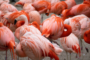 Fototapeta na wymiar Flamingos - flamingo colony at zoo