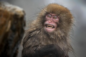 Closeup shot of a mischievous monkey with a furry mane in Jigokudani Monkey Park, Japan