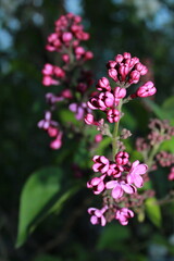 pink and violet  flowers in the garden. 