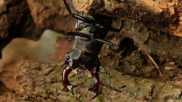 Deer beetles male and female on the bark of a tree close-up. Male stag beetle with large antlers.