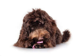 Fluffy dog playing with scrunchie, hair band or underwear clothes. 6 months old brown Labradoodle puppy dog with pink clothing article between paws. Dogs eating non-food or pica. Selective focus.