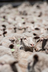 Patagonian sheep in their flock.