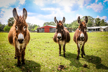 Fototapeta na wymiar Three donkeys facing the camera in a field on a farm in Central Florida shown in color with blue sky and red barn door
