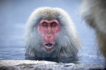 Japanese macaque pictured sitting in a body of water in Jigokudani Monkey Park, Japan