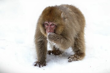 Macaque monkey perched on a snow-covered branch in Jigokudani Monkey Park, Japan