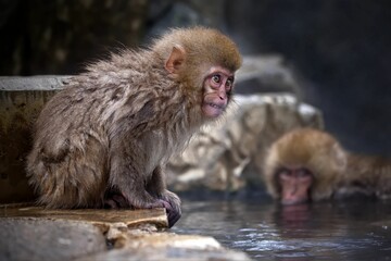 Fototapeta premium Snow monkeys swimming in a natural water body located in Jigokudani Monkey Park, Japan