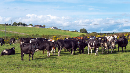 Naklejka na ściany i meble A herd of cows on a green pasture of a dairy farm in Ireland. A green grass field and cattle under a blue sky. Agricultural landscape, cow on green grass field.