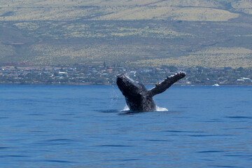 Humpback whale breaching