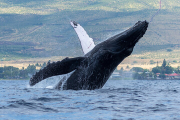 Humpback whale breaching