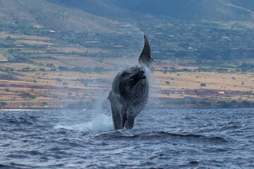 Humpback whale breaching