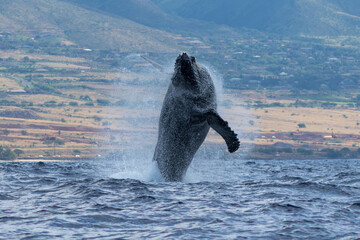 Humpback whale breaching