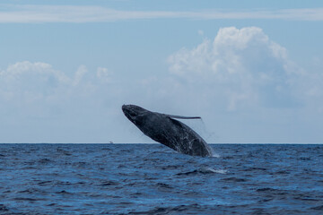 Humpback whale breaching