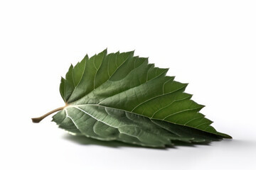 Fototapeta premium Minimalist design meets the beauty of nature in this single green leaf isolated on a white background. AI Generative.