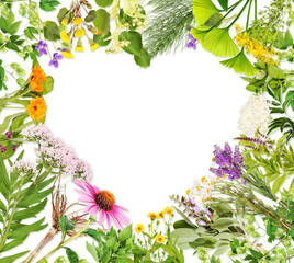 Heart frame with healing plants, transparent background