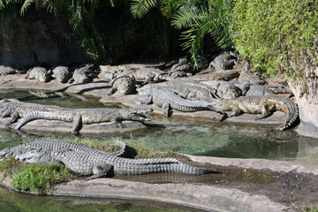 alligators
