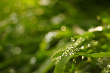 Fresh green grass in rain drops in sunny spring garden