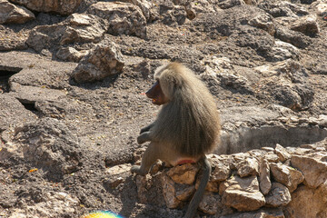 Mandriles sentado al sol 