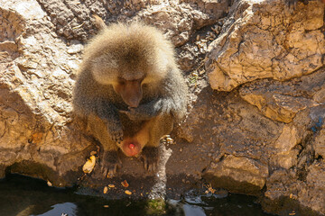 Mandriles al sol deambulando