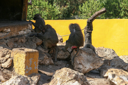 Mandriles en un safari