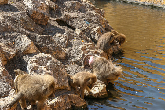 Mandriles al sol deambulando