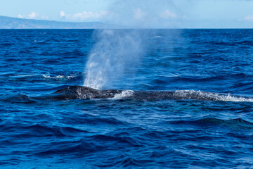 Naklejka premium Humpback whale spouting blowing