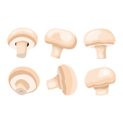 Vector illustration of champignon mushroom. Edible fungi whole and slice. For vegetarian food with healthy lifestyle